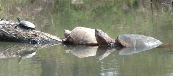 Turtles basking on a log