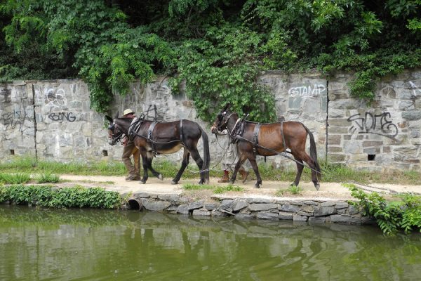 Mules on towpath