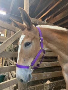 Jen the mule