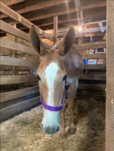 Julie the mule