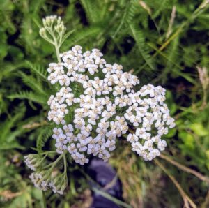 Flower along towpath (Chris Holdsworth photo.)